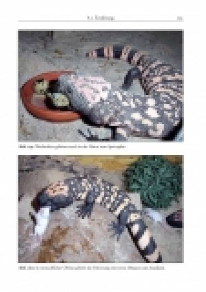 The Gila Monster - Heloderma suspectum